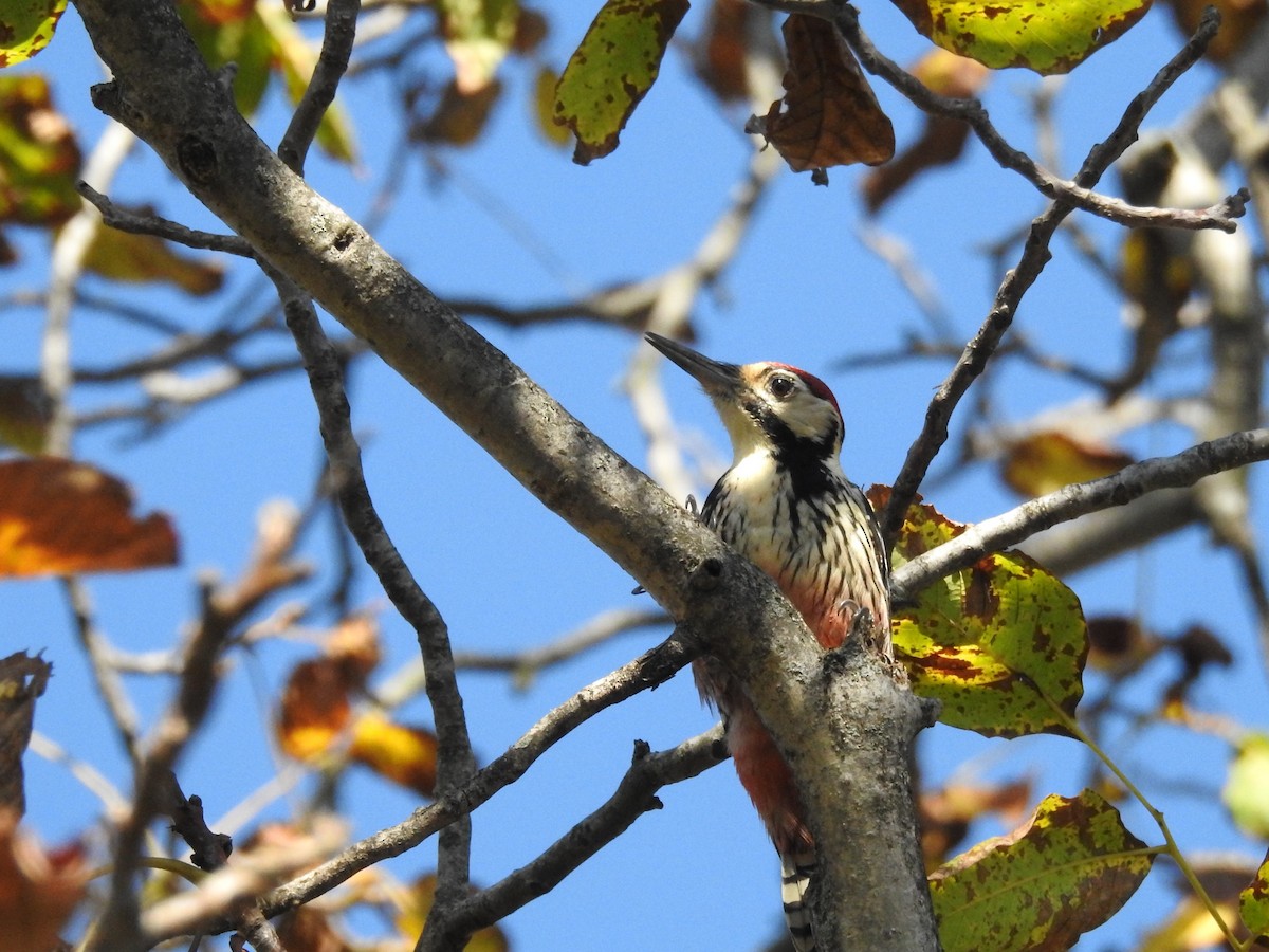 Хондлой цагаан тоншуул - ML644401895