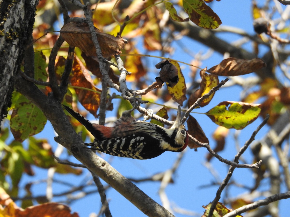 Хондлой цагаан тоншуул - ML644401896