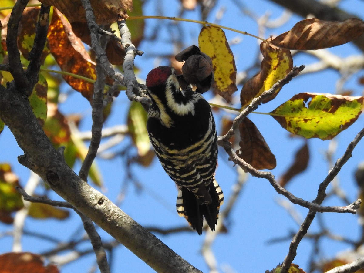 Хондлой цагаан тоншуул - ML644401897