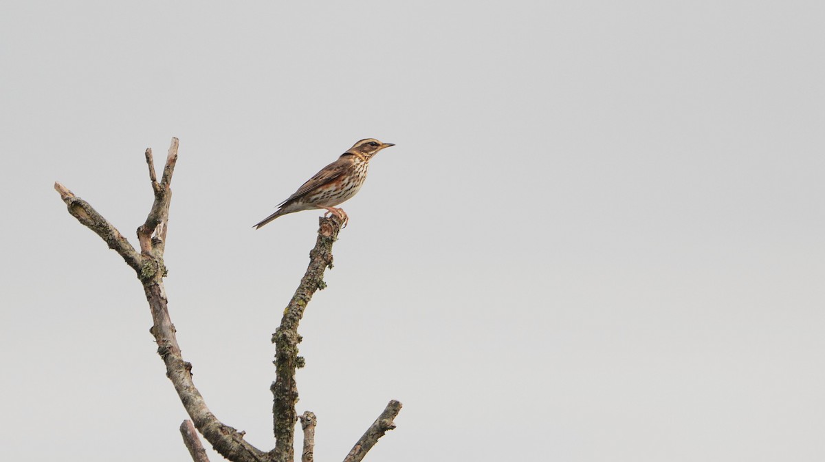 Grive mauvis - ML644401899