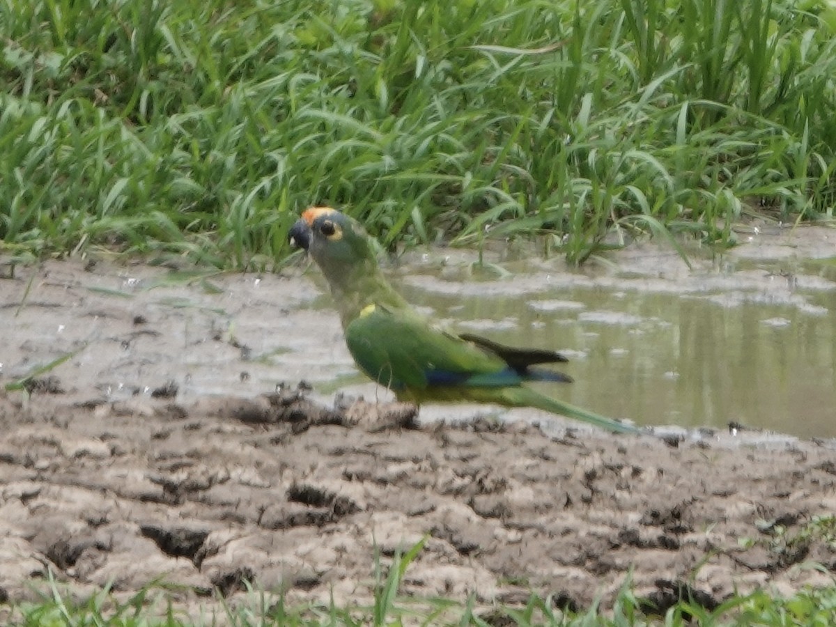 Peach-fronted Parakeet - ML644401903