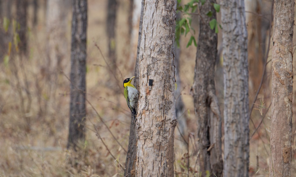 Black-headed Woodpecker - ML644401907