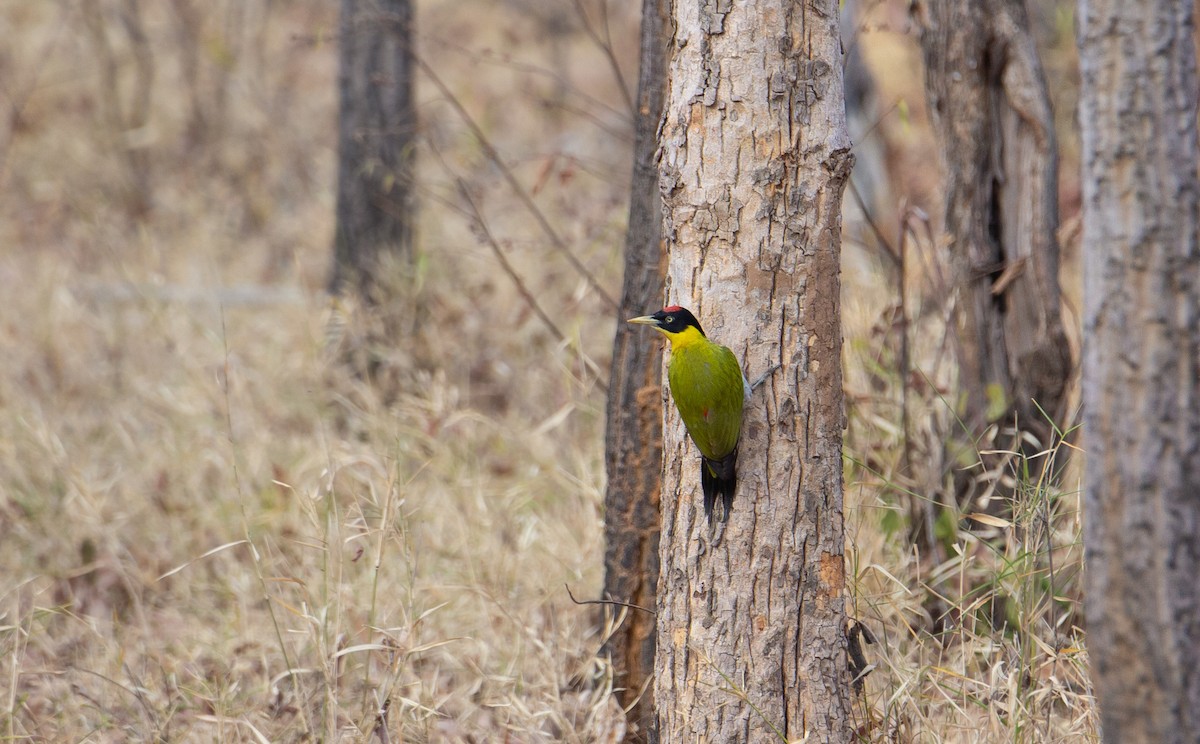 Black-headed Woodpecker - ML644401908