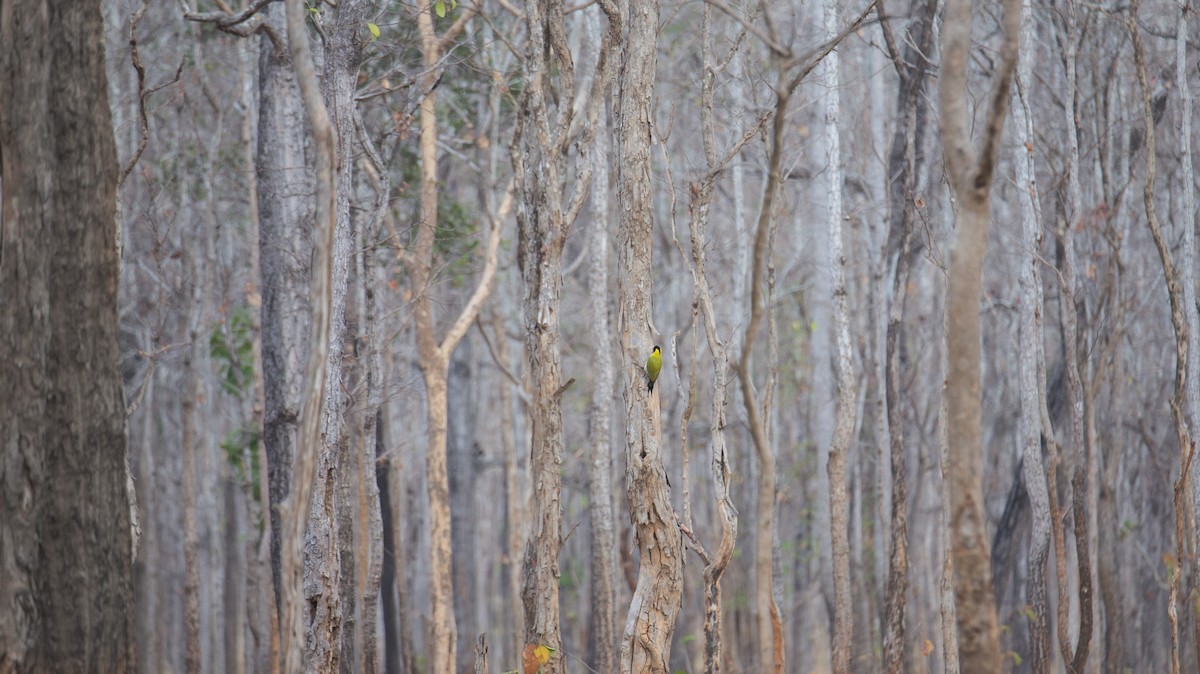Black-headed Woodpecker - ML644401909