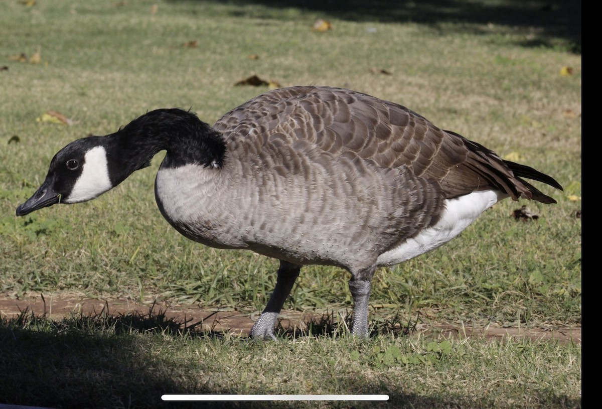 Казарка канадська - ML644401921