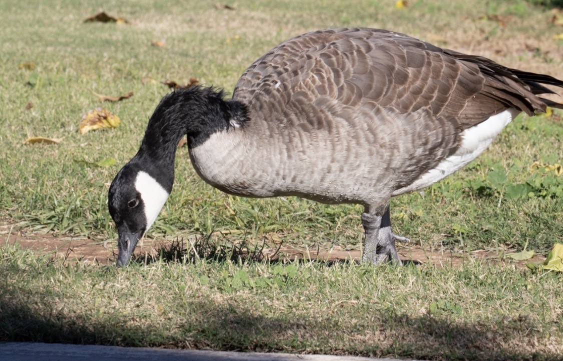 Казарка канадська - ML644401922