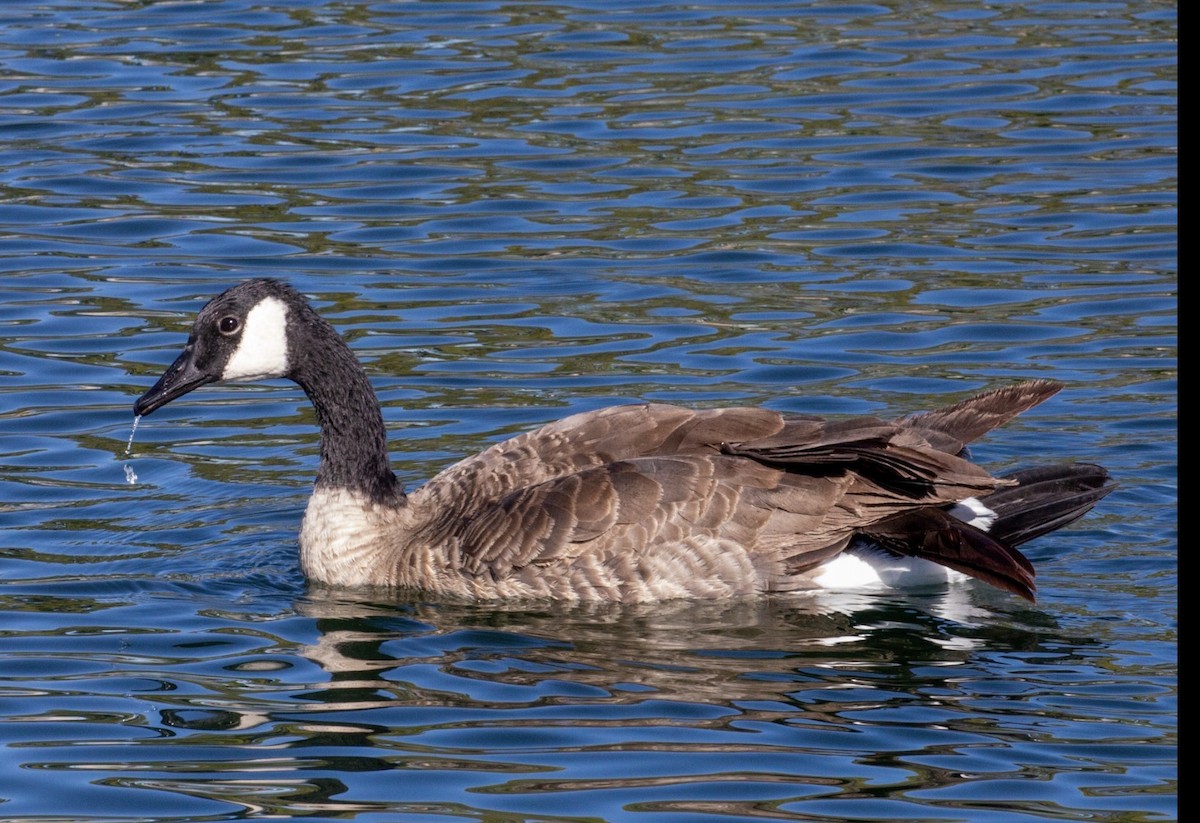 Казарка канадська - ML644401923