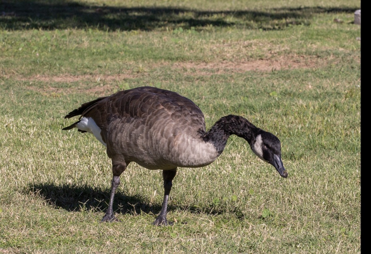 Казарка канадська - ML644401924