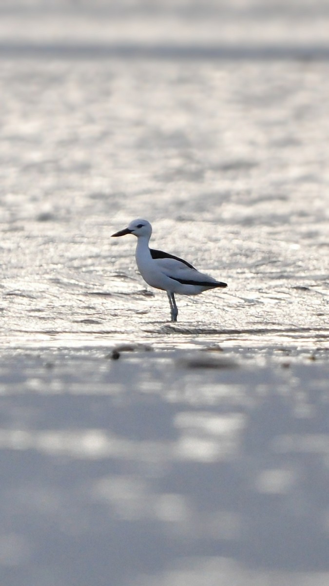 Crab-Plover - ML644401927