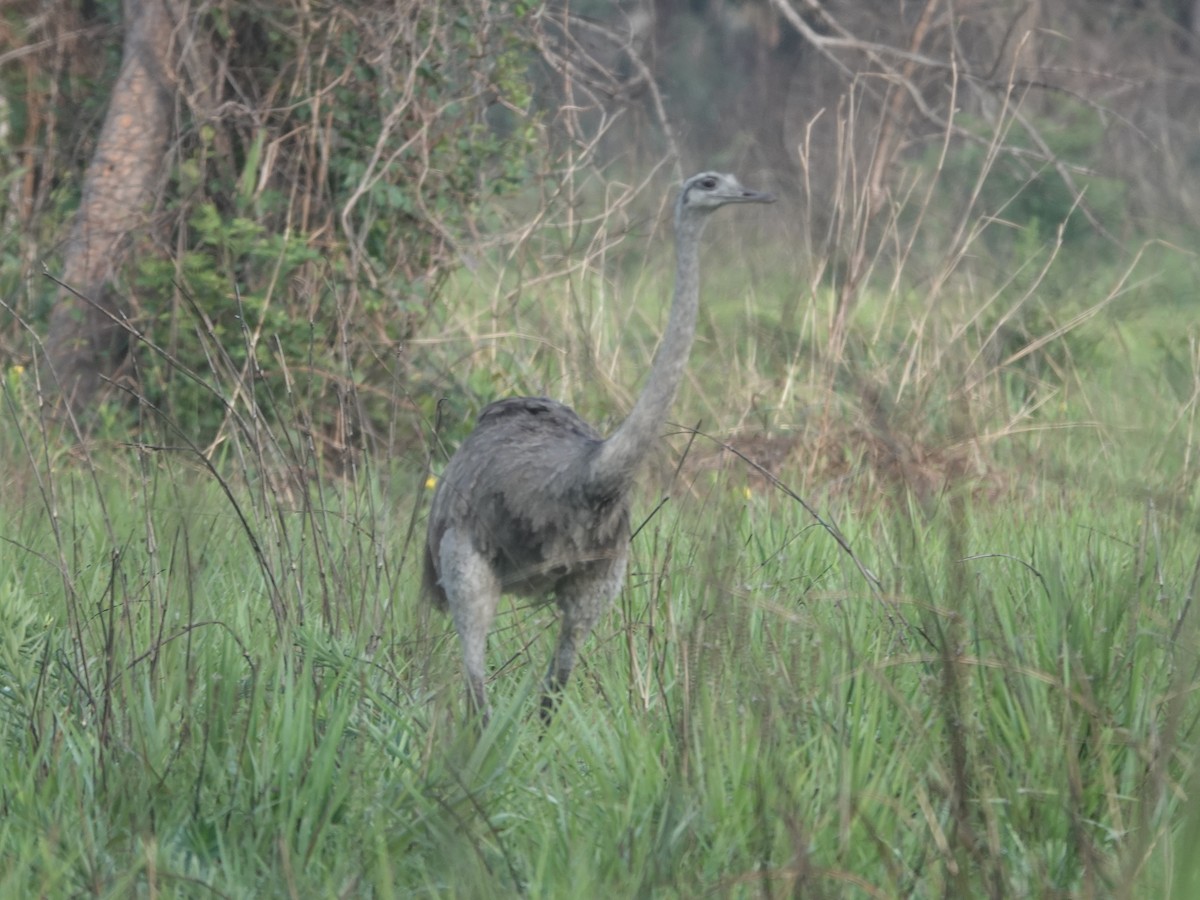 nandu pampový - ML644401953