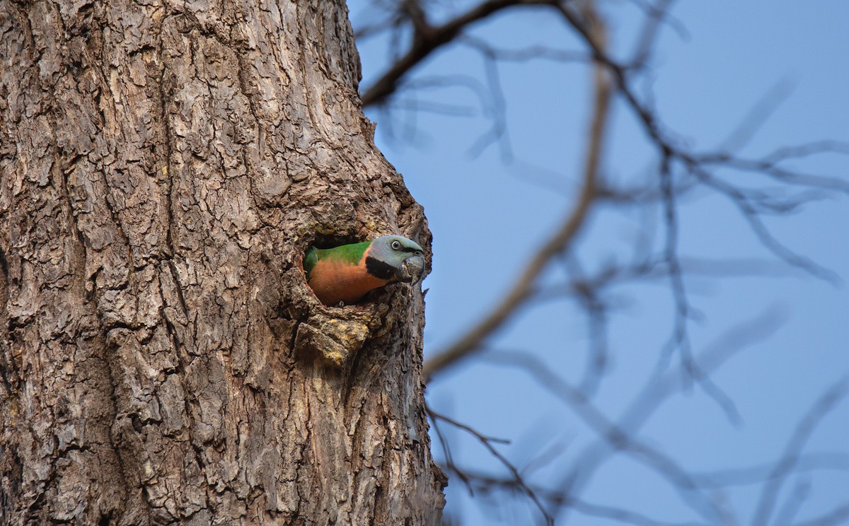 Red-breasted Parakeet - ML644401954
