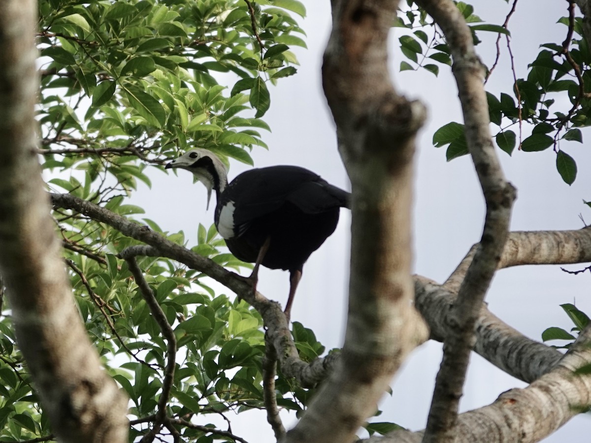 White-throated Piping-Guan - ML644401977