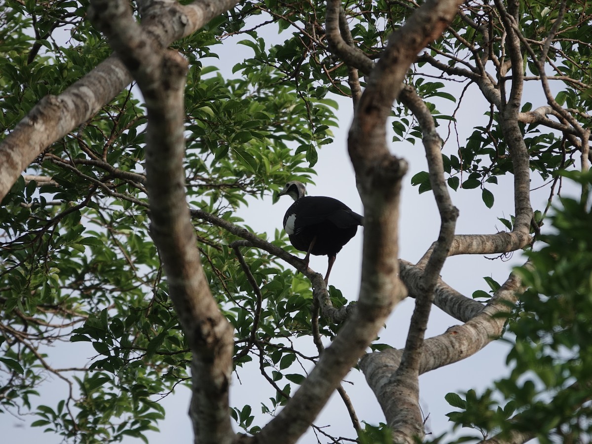White-throated Piping-Guan - ML644401979