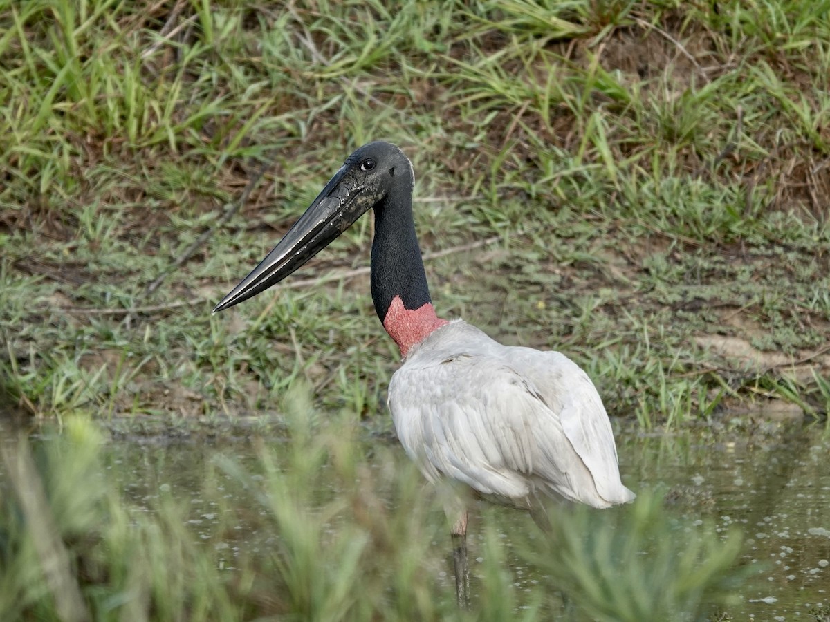 Jabiru - ML644401980