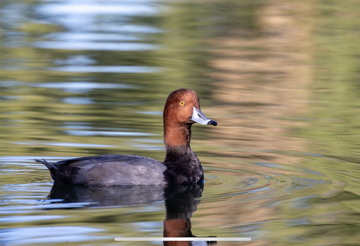 Redhead - ML644401984