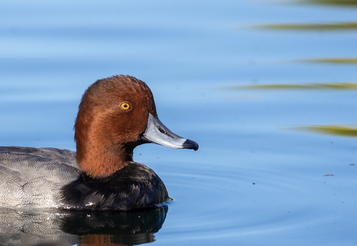 Redhead - ML644401986