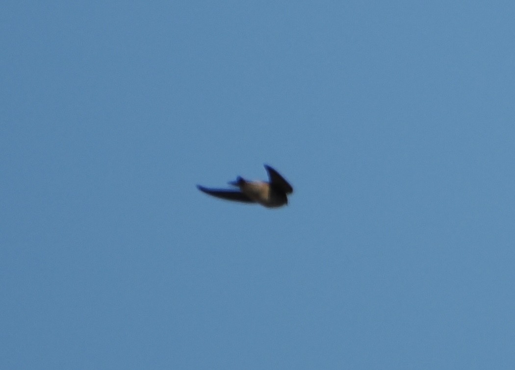 Tree Martin - ML644401988