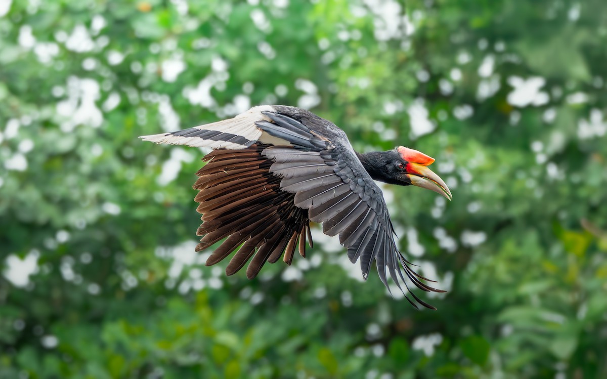 Rhinoceros Hornbill - ML644401991