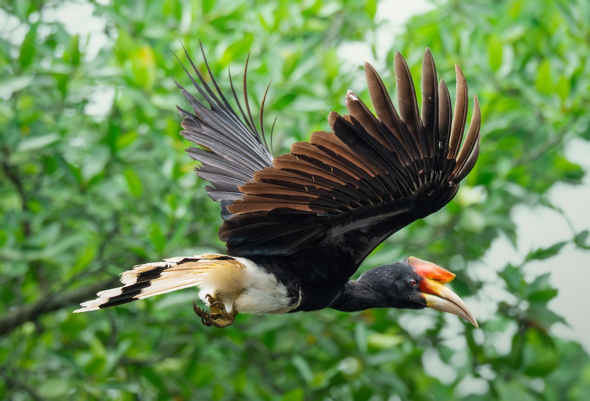Rhinoceros Hornbill - ML644401992