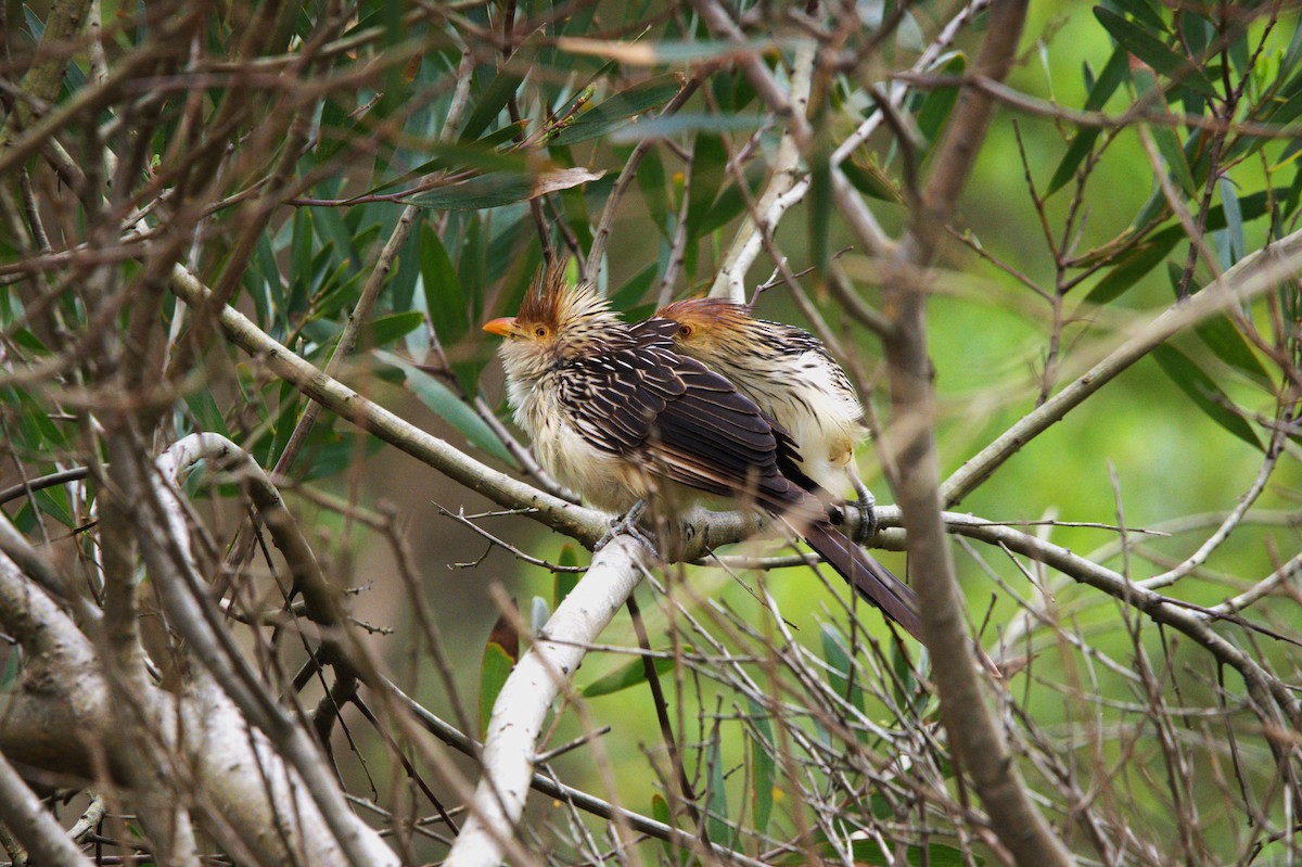 Guirakuckuck - ML644401995