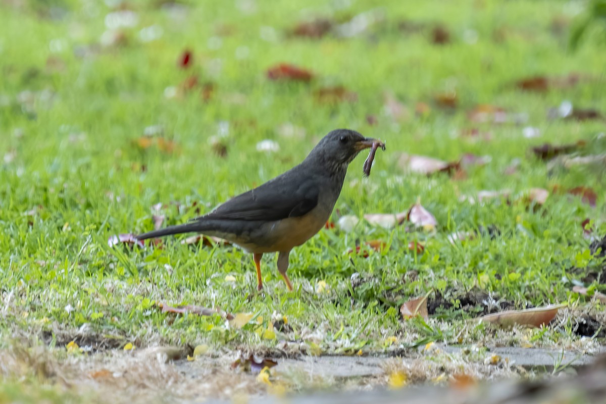 Olive Thrush - Paul Beerman