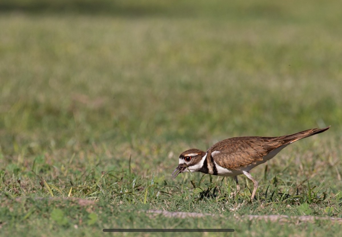 Killdeer - Nicolas Luthi