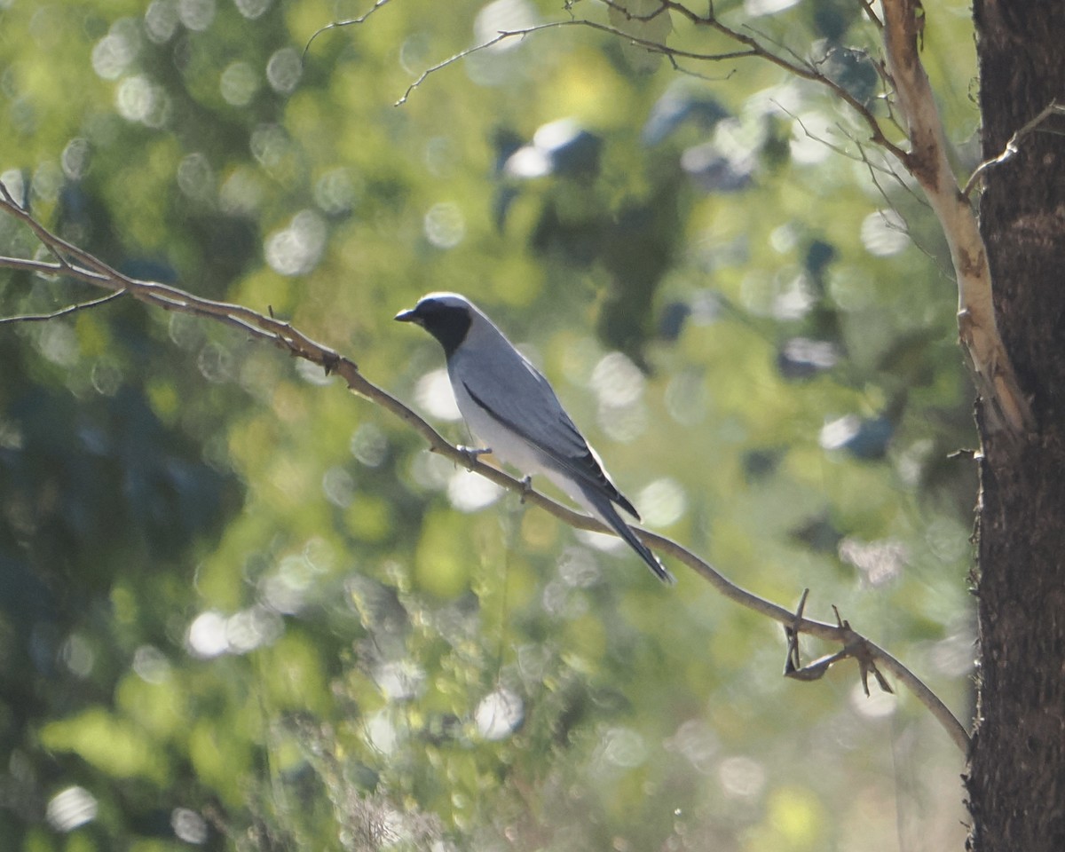 Black-faced Cuckooshrike - Peter de Jongh