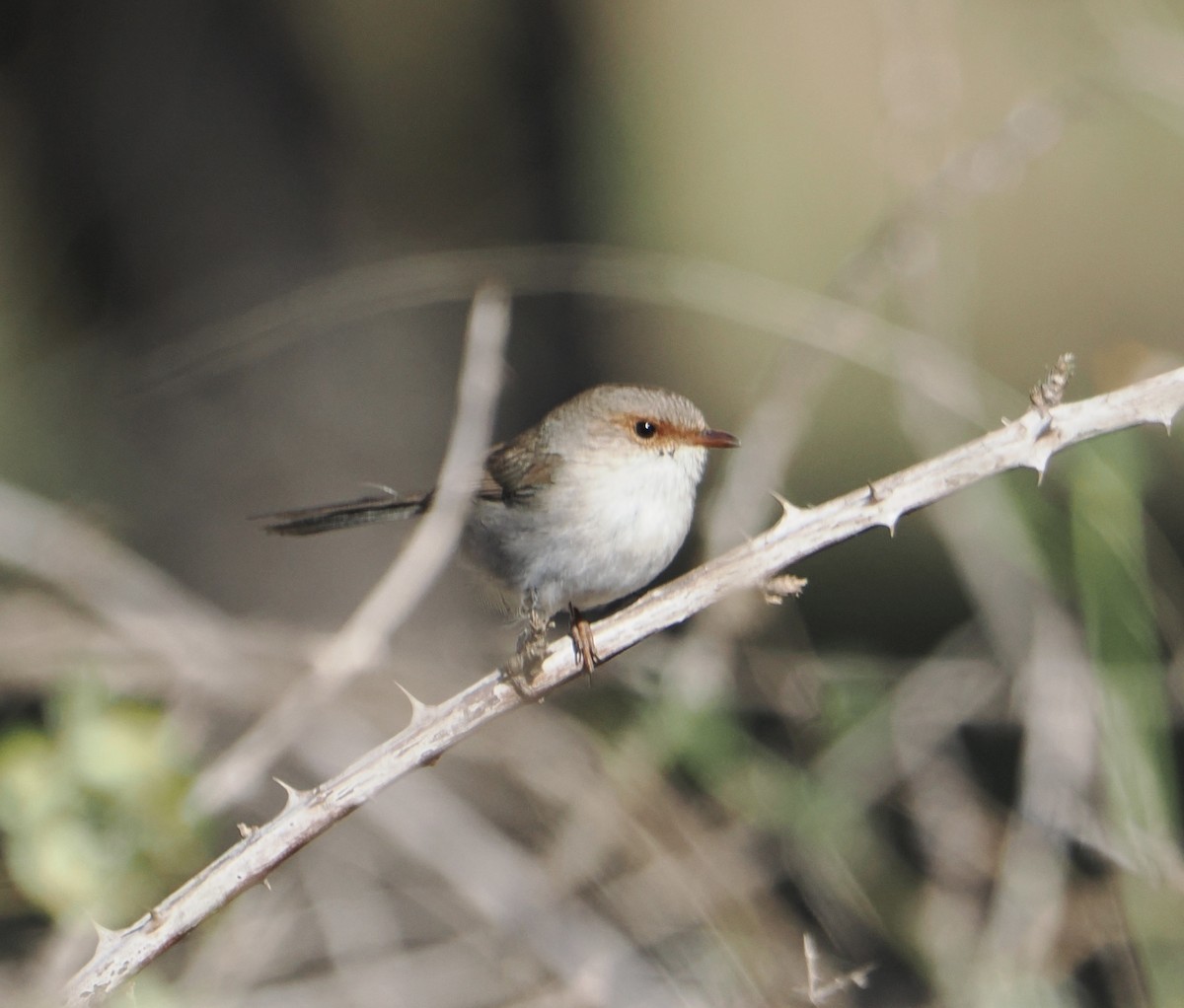 Superb Fairywren - Peter de Jongh