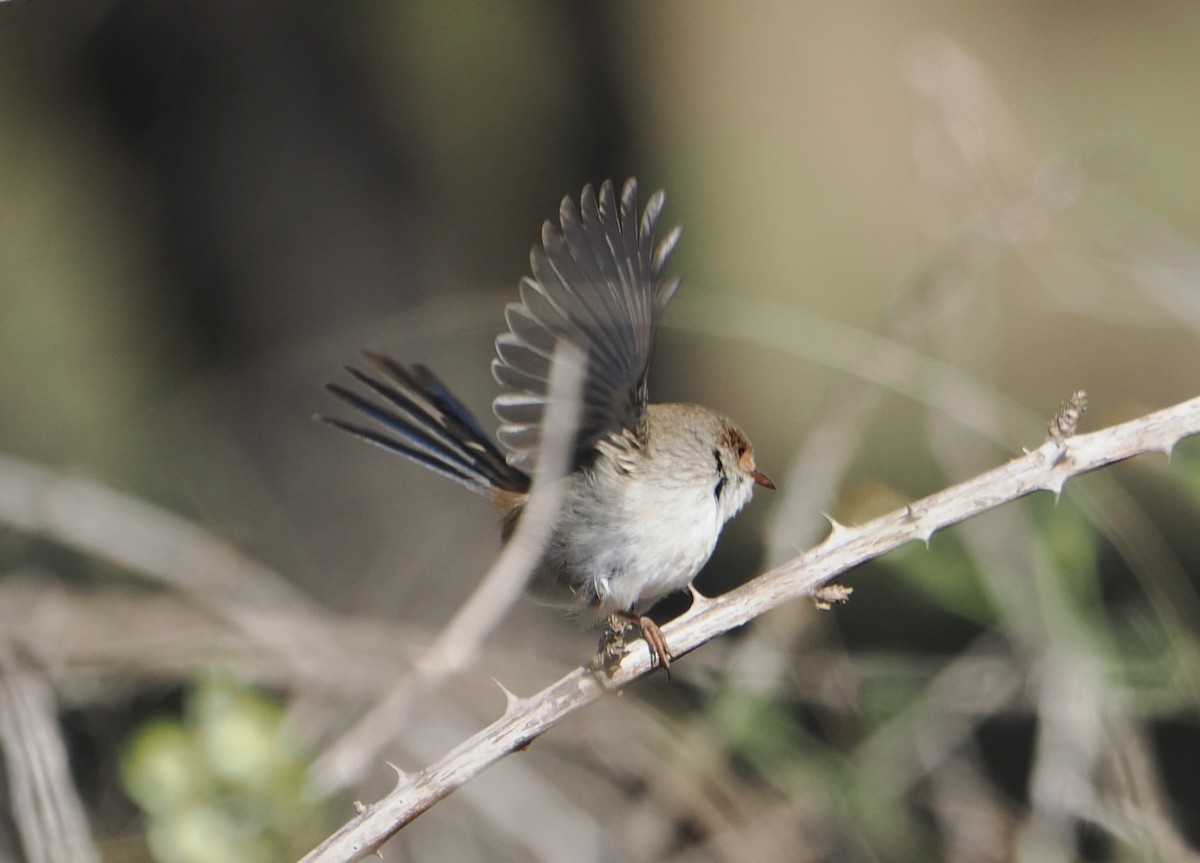 Superb Fairywren - Peter de Jongh