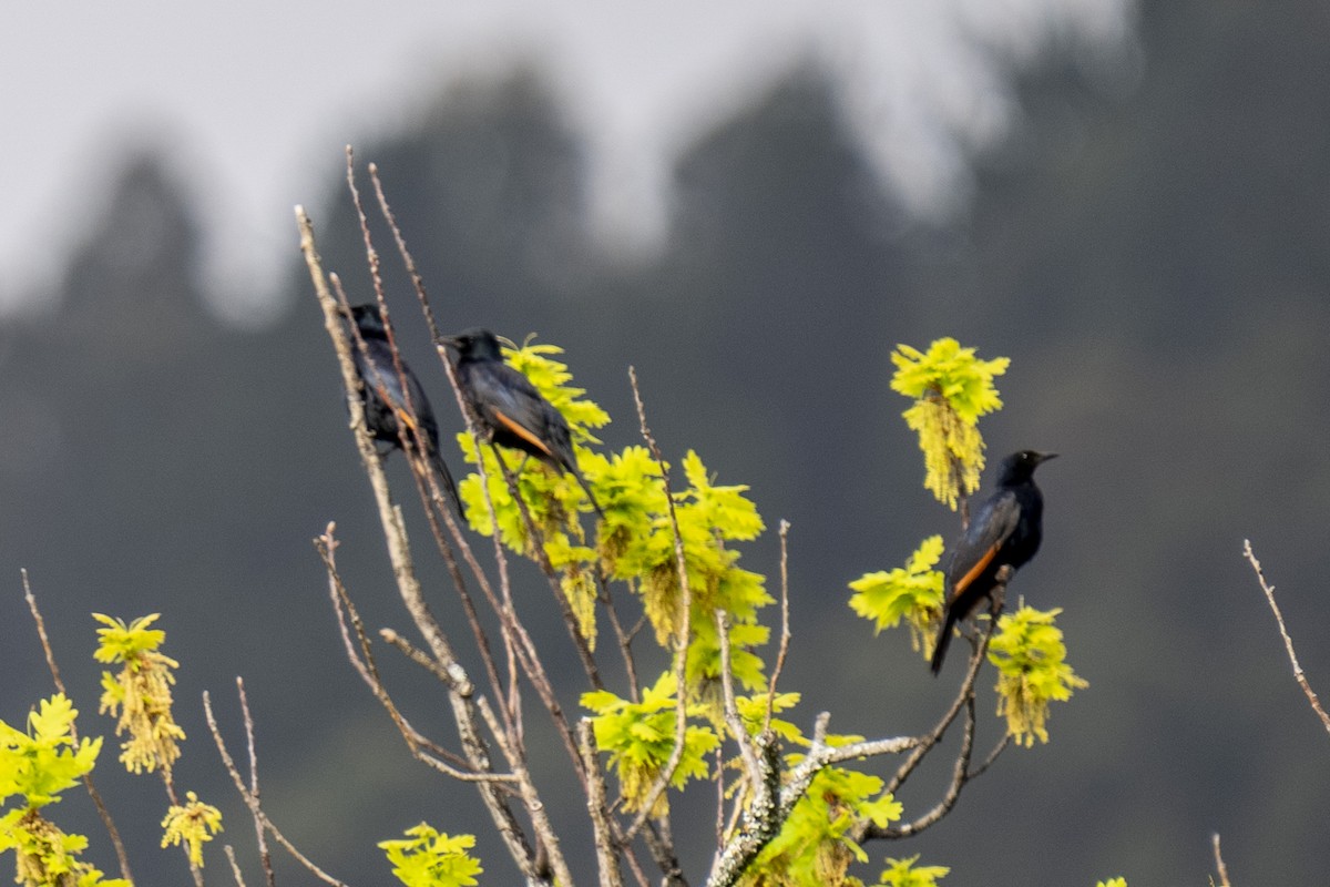 Red-winged Starling - ML644402017