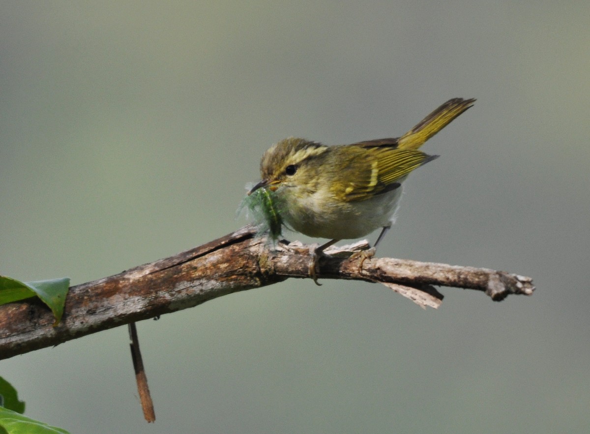 Lemon-rumped Warbler - Mulagala Srinivas