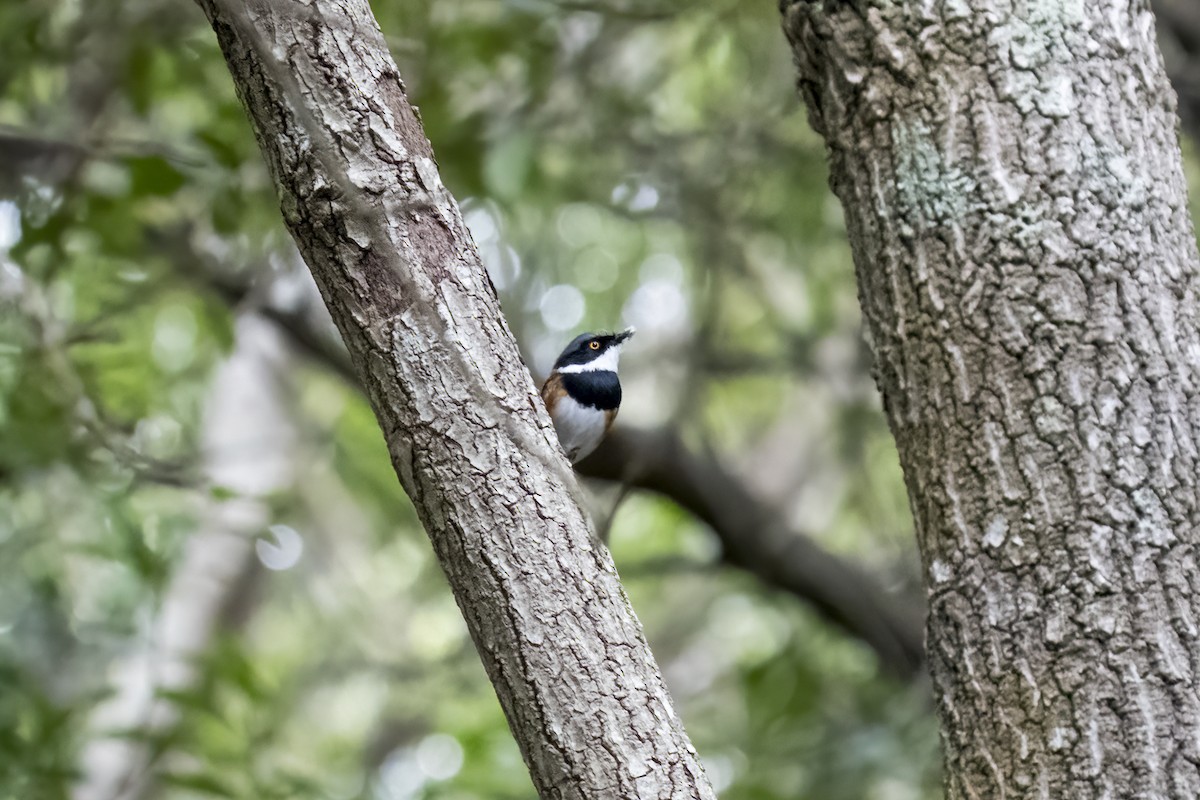 Kapschnäpper - ML644402027