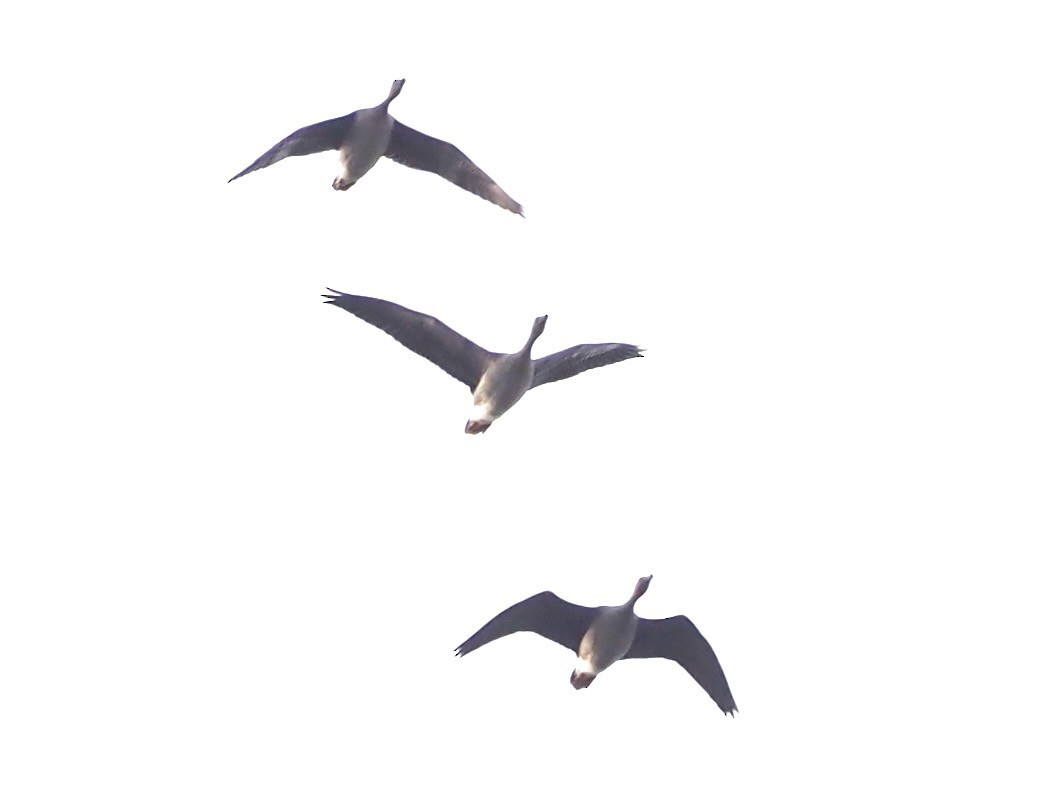 Greater White-fronted Goose - ML644402036