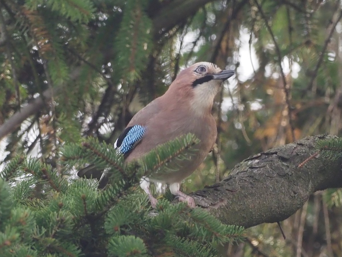 Eurasian Jay - ML644402038