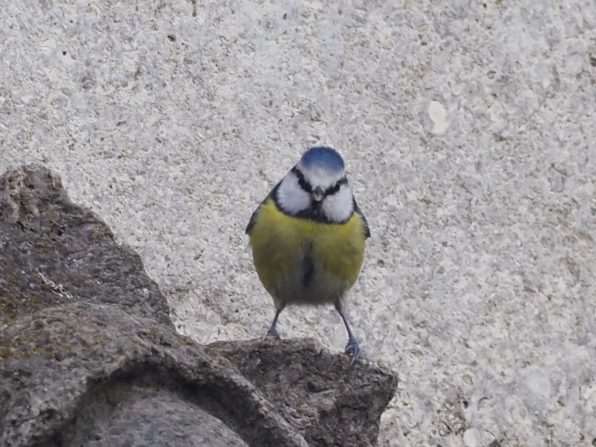 Eurasian Blue Tit - ML644402040