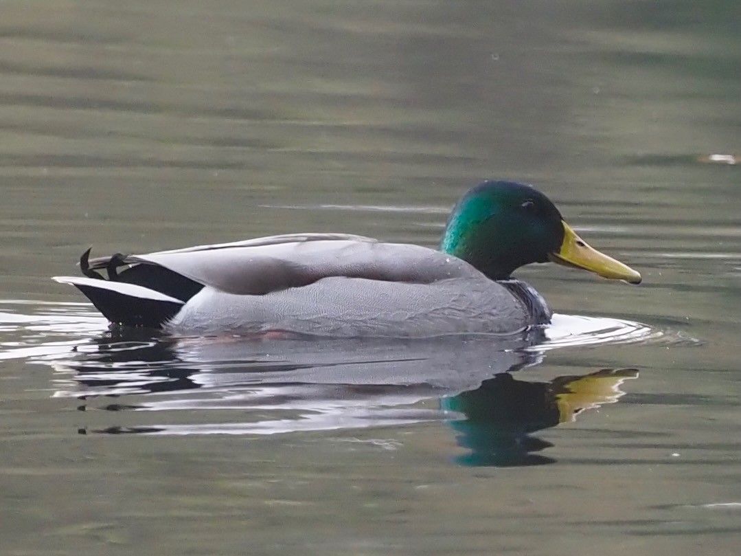 Mallard - ML644402042