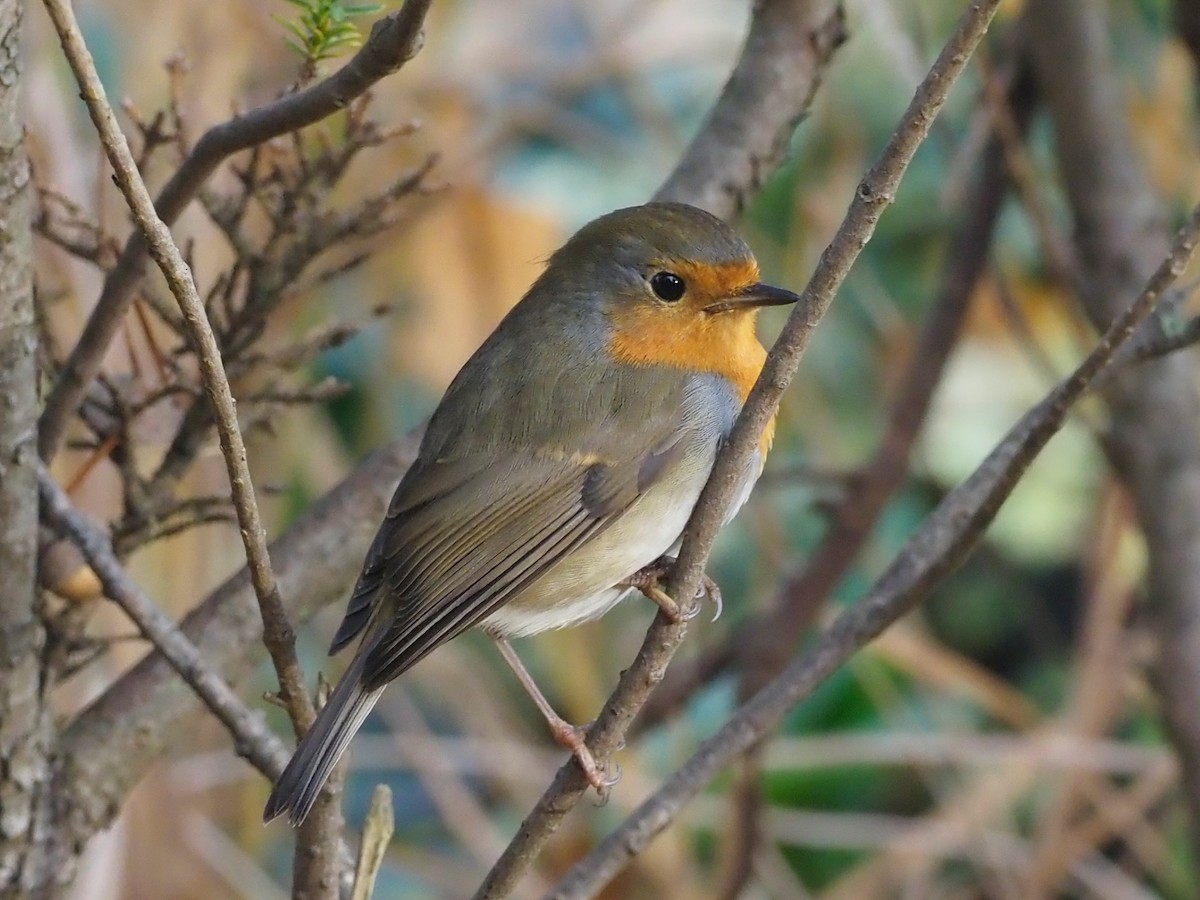 European Robin - ML644402066
