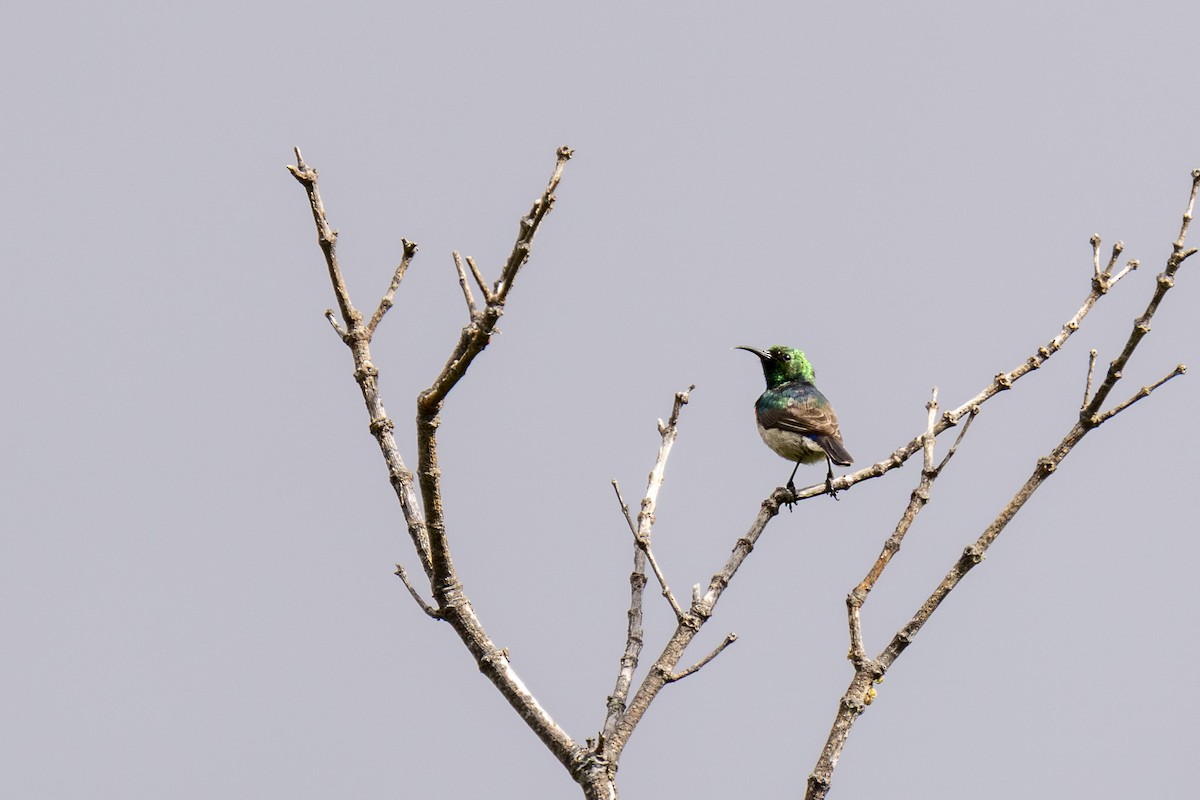 Southern Double-collared Sunbird - ML644402069