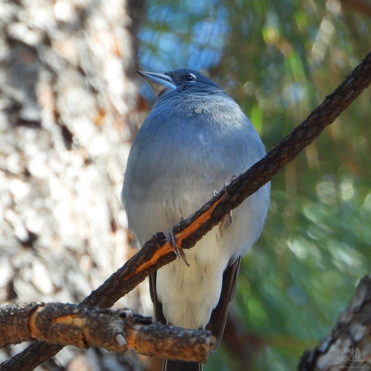 Tenerife Blue Chaffinch - ML644402072