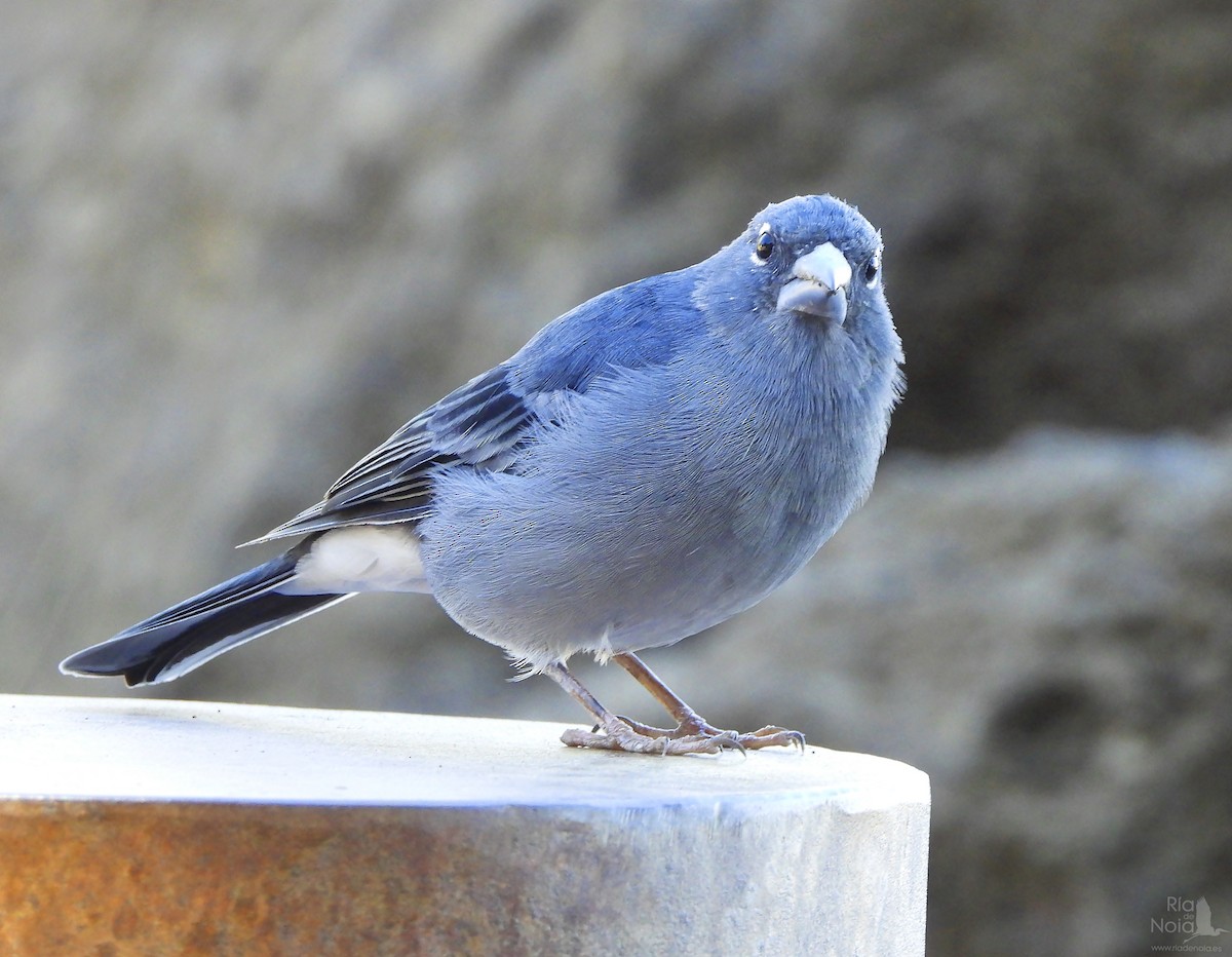 Tenerife Blue Chaffinch - ML644402073