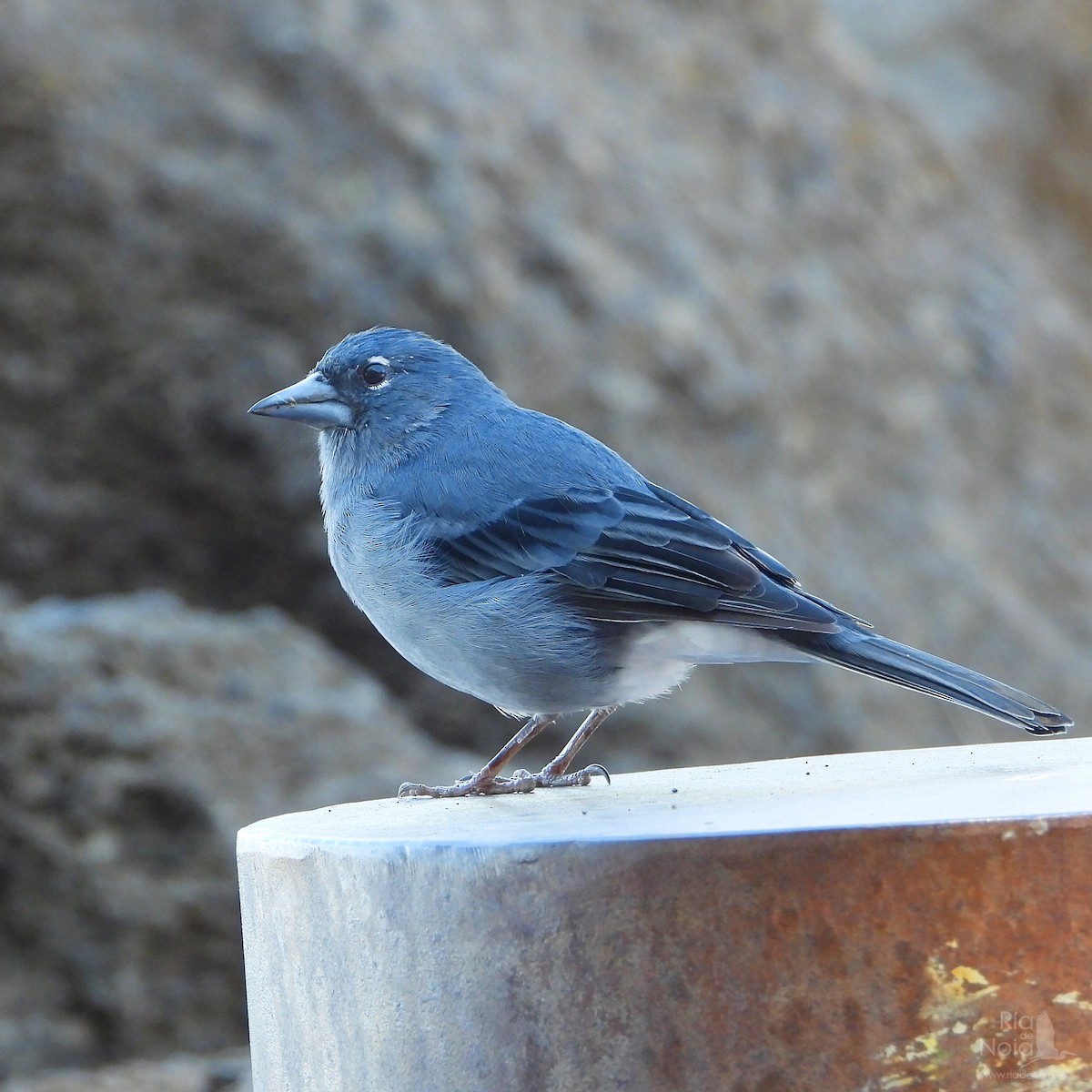 Tenerife Blue Chaffinch - ML644402074