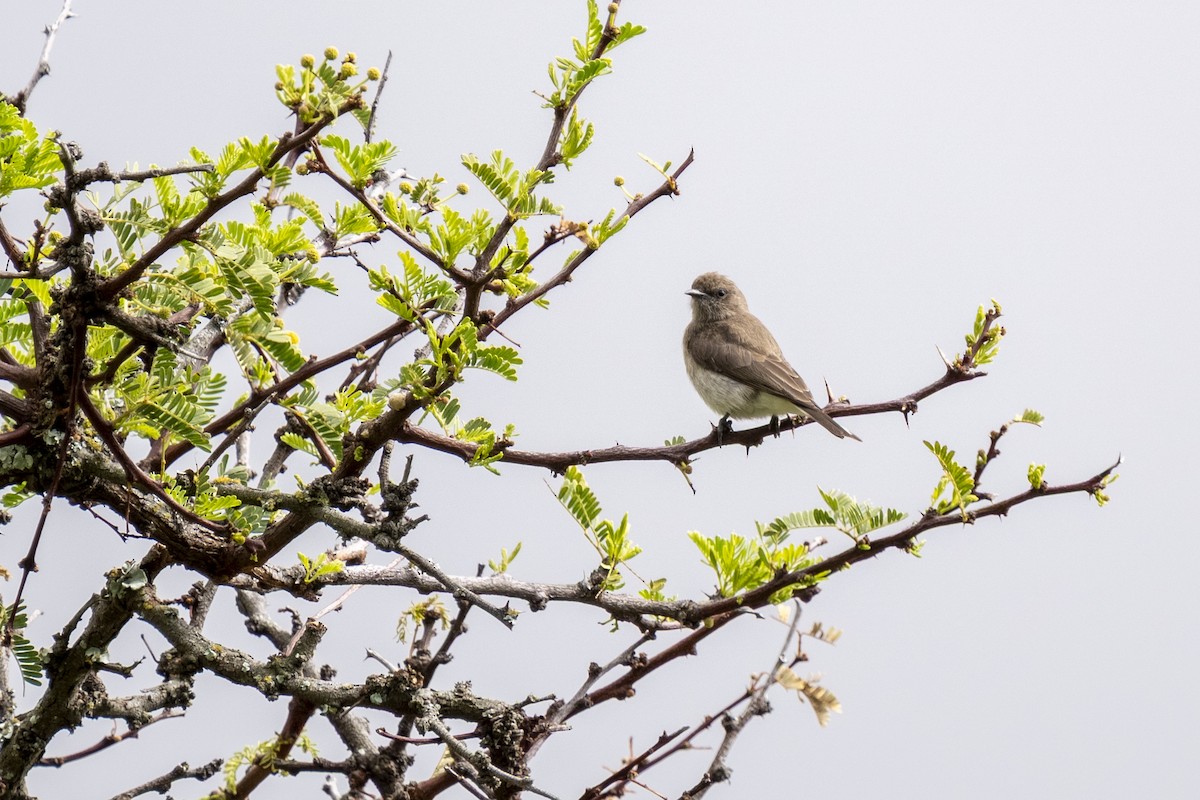 ヒメミツオシエ - ML644402083