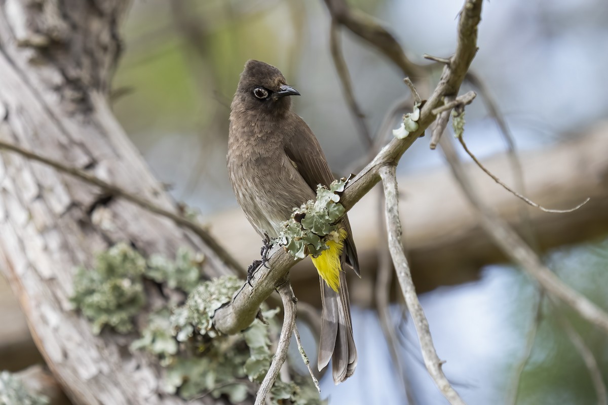 Bulbul du Cap - ML644402094