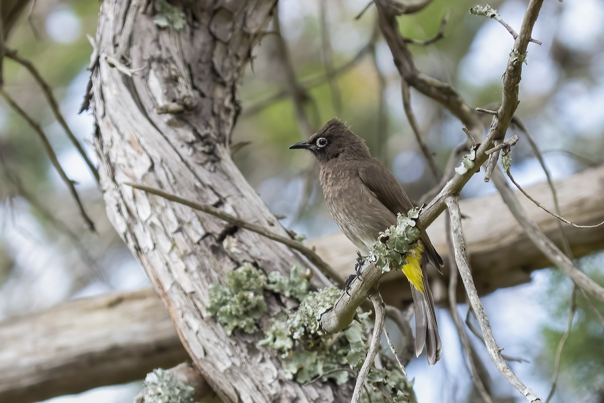 Bulbul du Cap - ML644402095