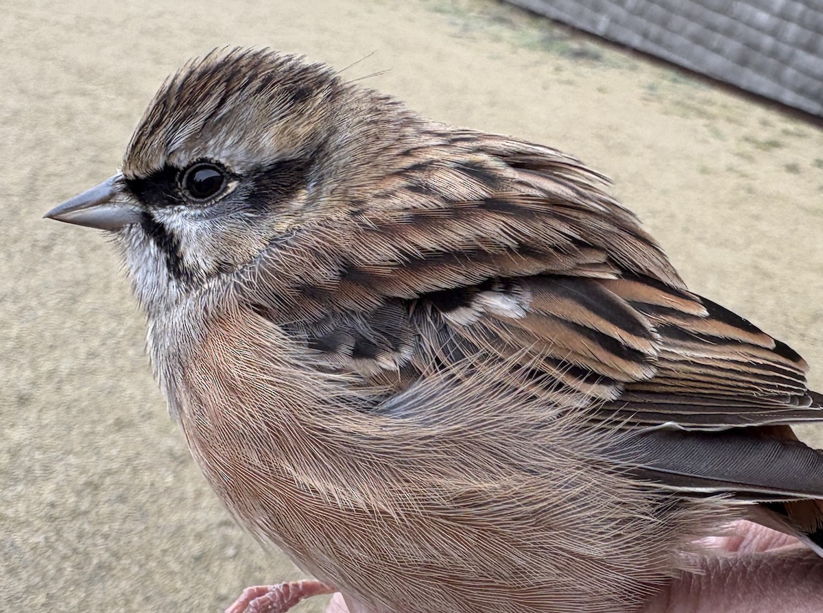 Rock Bunting - ML644402098
