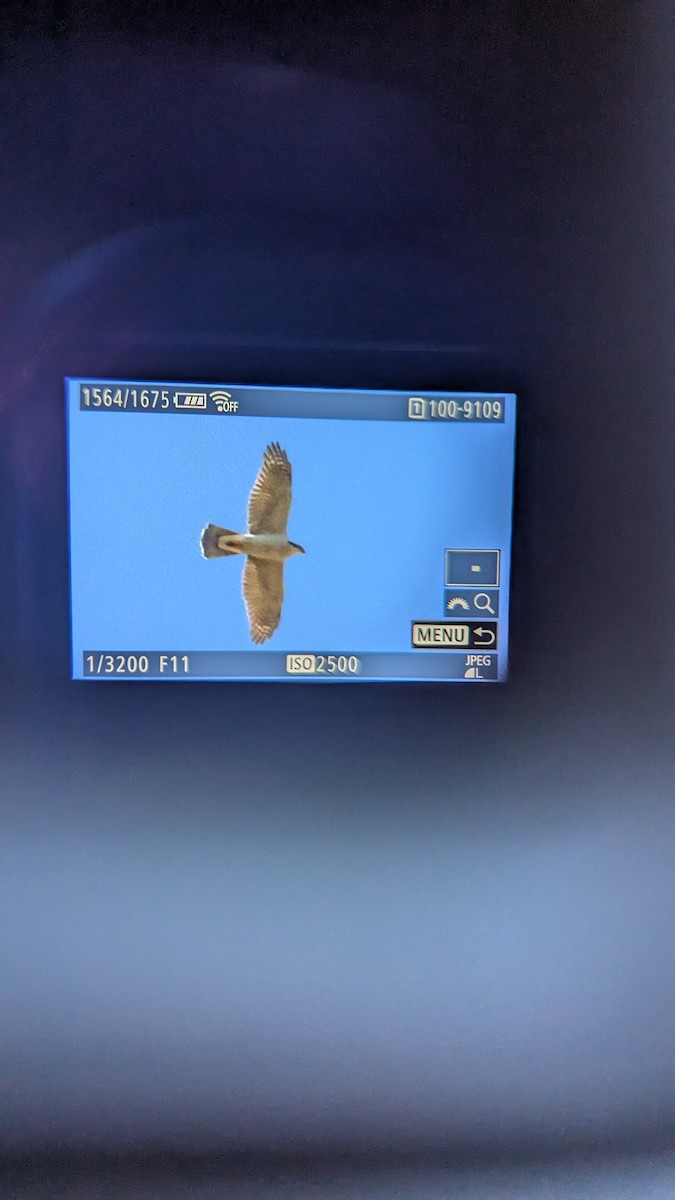 Aztore eurasiarra - ML644402112