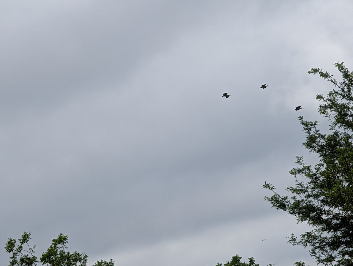 Black Stork - ML644402132