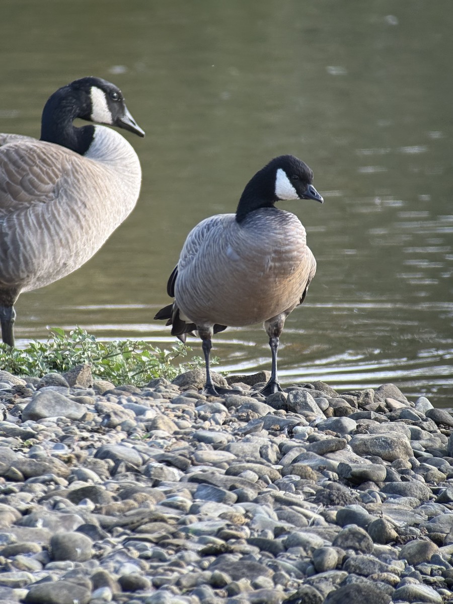 Казарка канадська - ML644402133