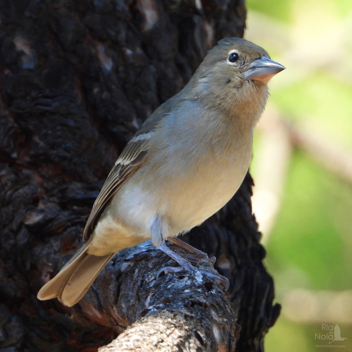 Tenerife Blue Chaffinch - ML644402135