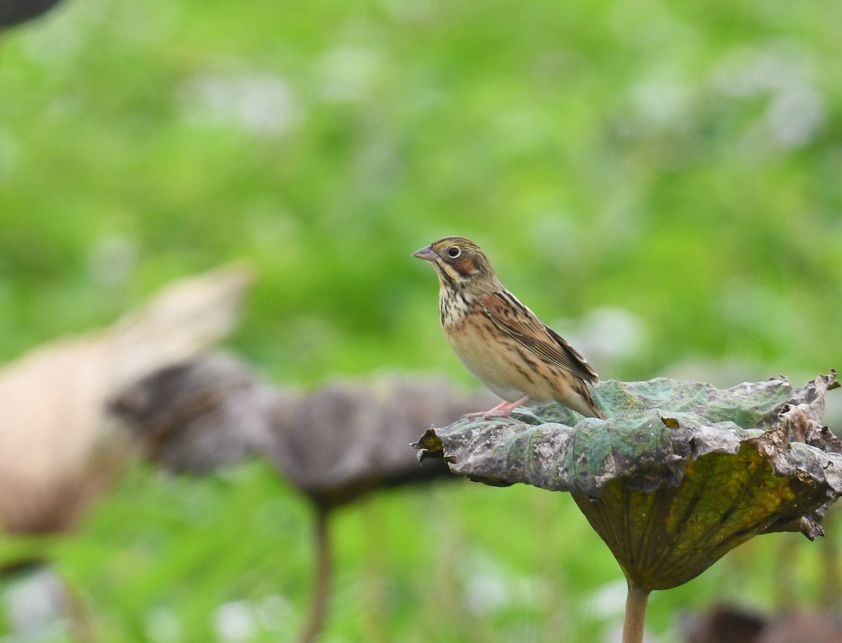 Шар нүдэн хөмрөг - ML644402138